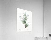 Blue stars illustration  Acrylic Print