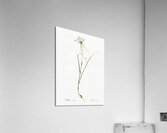 Keeled garlic illustration  Acrylic Print