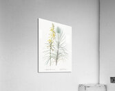 Jacob & rod illustration  Acrylic Print