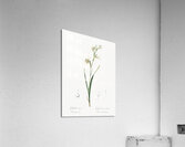 Painted lady illustration  Acrylic Print