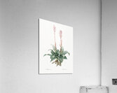 Latin American lady orchid illustration  Acrylic Print