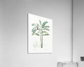 Banana illustration  Acrylic Print