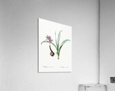 Alpine autumn crocus illustration  Acrylic Print