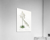 Giant cabuya illustration  Acrylic Print