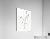 Birdbill dayflower illustration  Acrylic Print