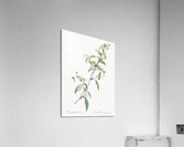 Birdbill dayflower illustration  Acrylic Print