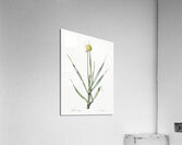 Lopsided onion illustration  Acrylic Print