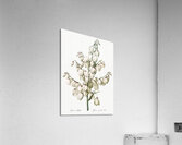 Aloe yucca illustration  Acrylic Print