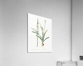 Narbonne star-of-Bethlehem illustration  Acrylic Print