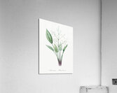 Ixia crispa illustration  Acrylic Print