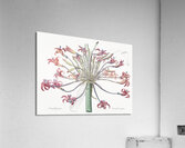 Josephine & lily illustration  Acrylic Print