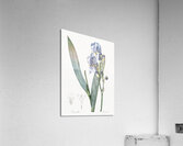 Josephine & lily illustration  Acrylic Print