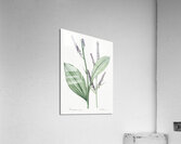 Black false hellebore illustration  Acrylic Print