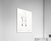 Atamasco lily illustration  Acrylic Print