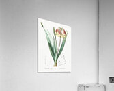 Knysna lily illustration  Acrylic Print