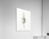 Aloe yucca illustration  Acrylic Print