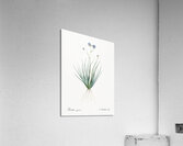 Blue corn-lily illustration  Acrylic Print