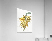 Banana illustration  Acrylic Print