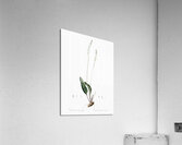 Eriospermum lanceaefolium illustration  Acrylic Print
