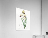 Elder scented iris illustration  Impression acrylique