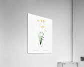 Freesia illustration  Acrylic Print
