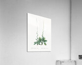 Blazing star illustration  Acrylic Print