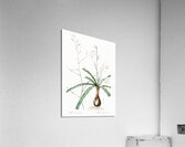 Wavy-leafed soap plant illustration  Acrylic Print