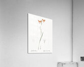 Gladiolus watsonius illustration  Acrylic Print