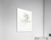 Climbing asparagus fern illustration  Acrylic Print