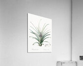 Pineapple illustration  Acrylic Print