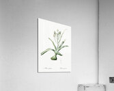 Slime lily illustration  Acrylic Print