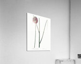 Round-headed leek illustration Acrylic Print
