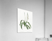 Narbonne star-of-Bethlehem illustration  Acrylic Print