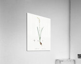 Species daffodil illustration  Acrylic Print
