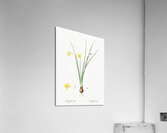 Daffodil illustration  Acrylic Print