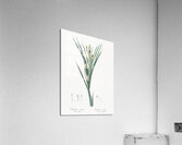 Bokmakierie & tail illustration  Acrylic Print