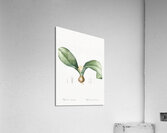 Hedgehog lily illustration  Acrylic Print