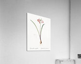 Brandlelie illustration  Acrylic Print