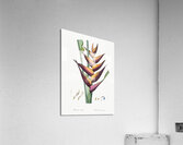 Brandlelie illustration  Acrylic Print