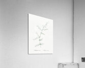 Climbing asparagus illustration  Acrylic Print