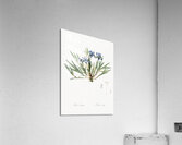 Dwarf crested iris illustration  Acrylic Print