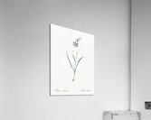 Ixia secunda illustration  Acrylic Print
