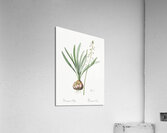 Satin squill illustration  Acrylic Print