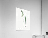 Turquoise ixia illustration  Acrylic Print