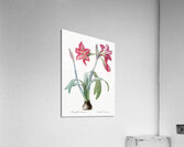 Brazilian amaryllis illustration  Acrylic Print