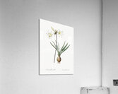 Belladonna lily illustration  Acrylic Print