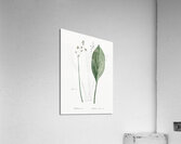 Bulltongue arrowhead illustration  Acrylic Print