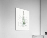 Thin asphodeline illustration  Acrylic Print