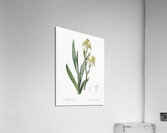 Lemonyellow iris illustration  Acrylic Print