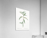 Dayflower illustration  Acrylic Print